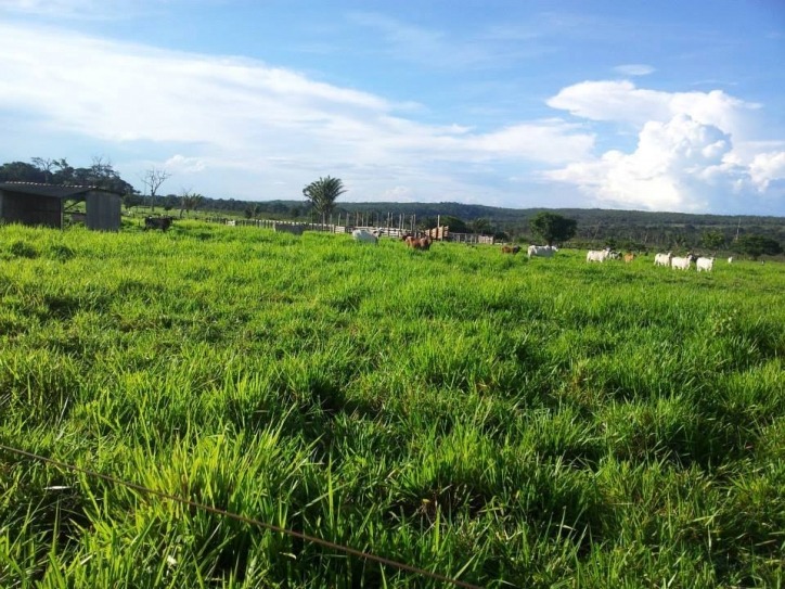 #70 - Fazenda para Venda em Nova Monte Verde - MT