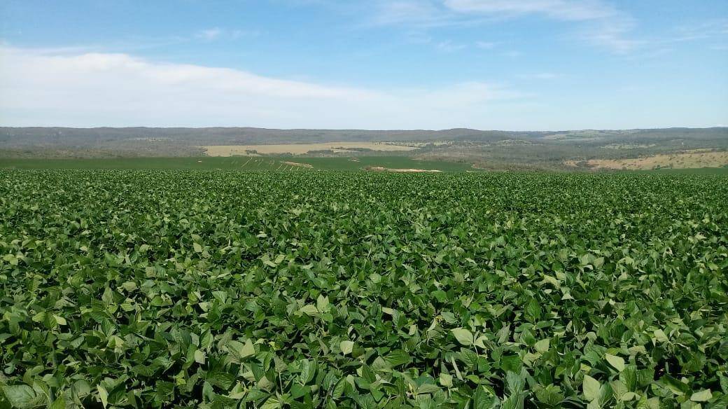 #131 - Fazenda para Venda em Sorriso - MT