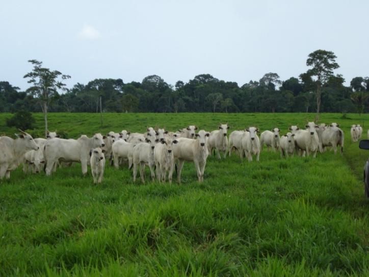 #140 - Fazenda para Venda em Barra do Bugres - MT