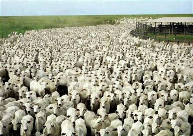 #124 - Fazenda para Venda em Açailândia - MA