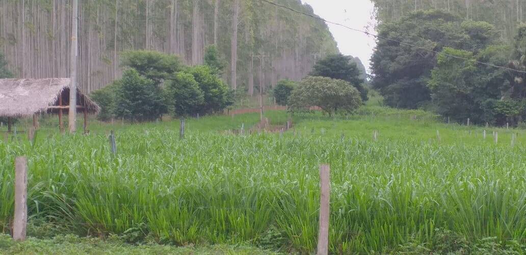 #127 - Fazenda para Venda em Ananás - TO