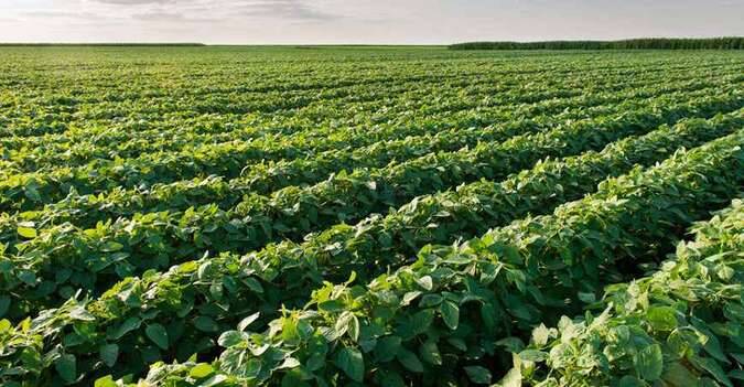 #146 - Fazenda para Venda em Brasnorte - MT