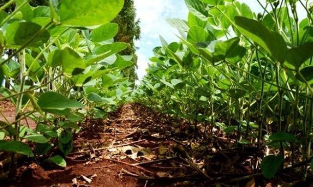 #145 - Fazenda para Venda em Redenção - PA