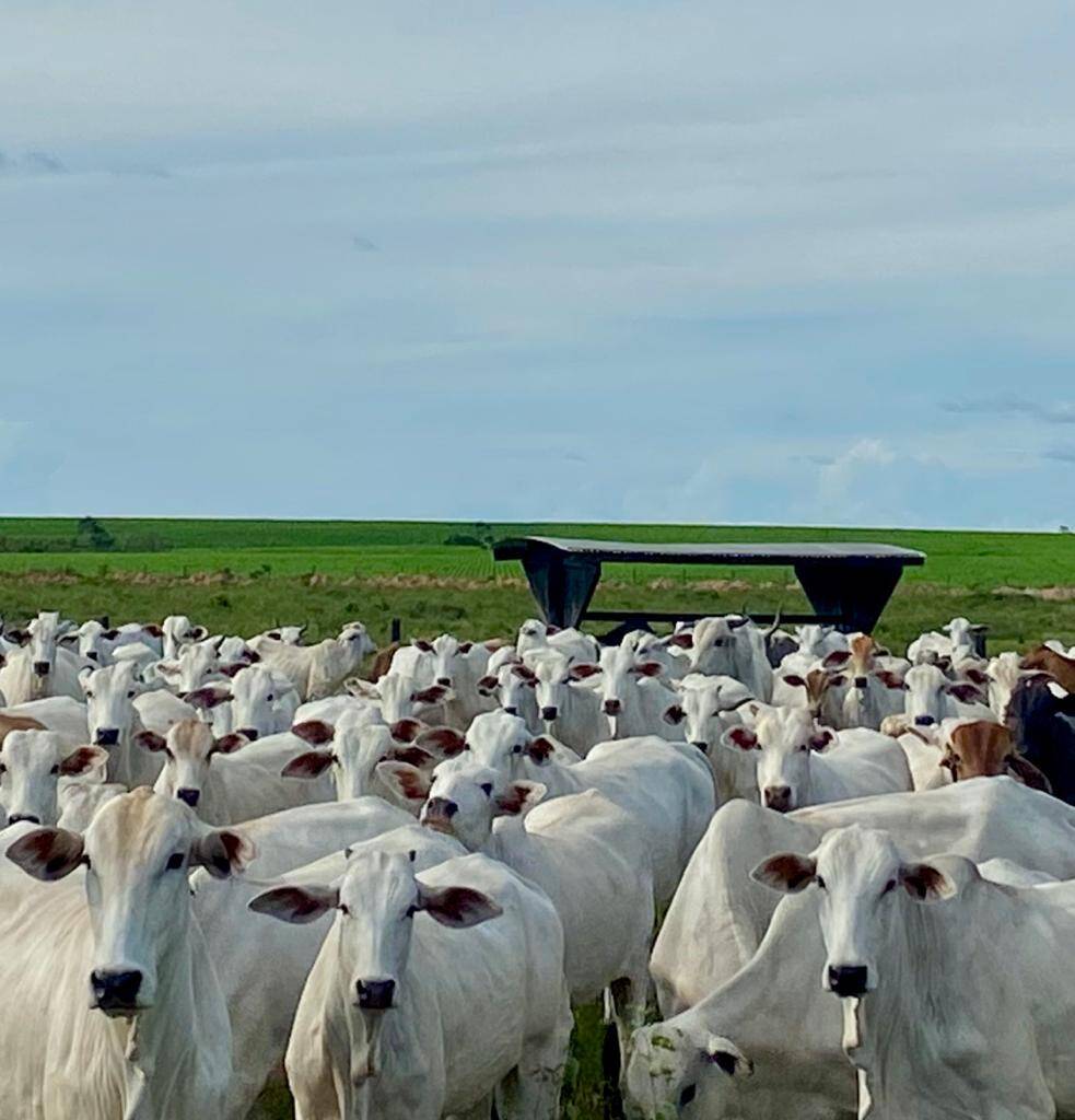 #167 - Área para Venda em Xinguara - PA