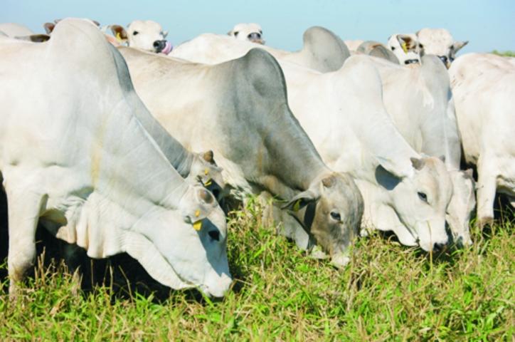 #33 - Fazenda para Venda em Riachão - MA