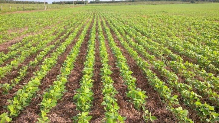 #35 - Fazenda para Venda em Canarana - MT