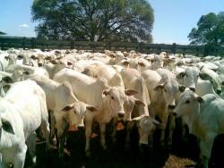 #66 - Fazenda para Venda em Querência - MT - 2