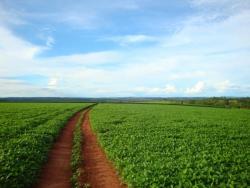 Fazenda para Venda em Querência - 5