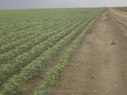 #72 - Fazenda para Venda em Baixa Grande do Ribeiro - PI - 3