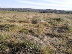 Fazenda para Locação em Guarapuava - 4