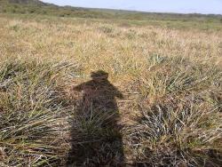 Fazenda para Locação em Guarapuava - 5
