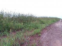 #91 - Fazenda para Venda em Balsas - MA