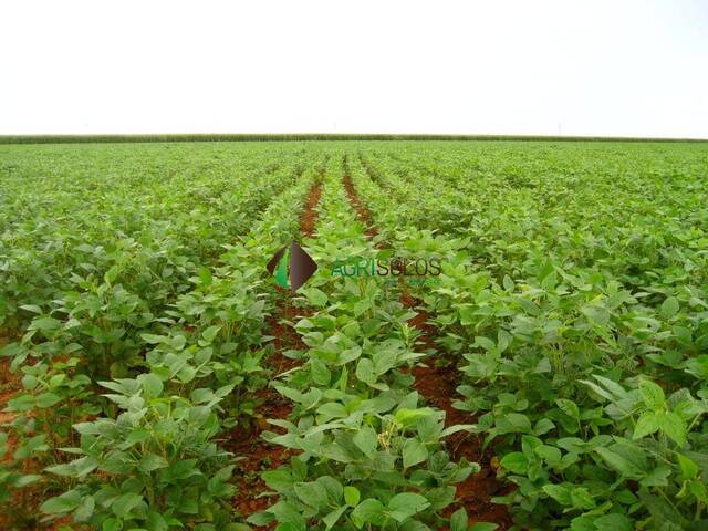 #131 - Fazenda para Venda em Sorriso - MT - 3