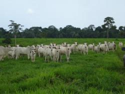 #140 - Fazenda para Venda em Barra do Bugres - MT - 1