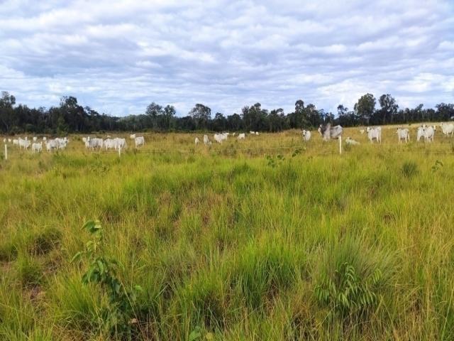 #90 - Fazenda para Venda em Balsas - MA - 3