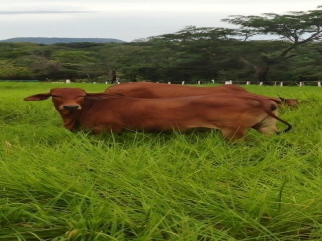 #89 - Fazenda para Venda em Balsas - MA