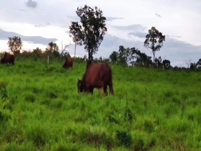 Fazenda para Venda em Balsas - 4