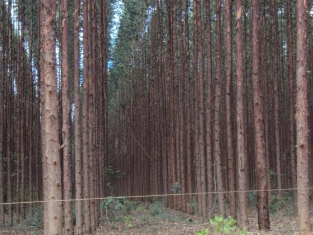 Fazenda para Venda em Belo Horizonte - 5