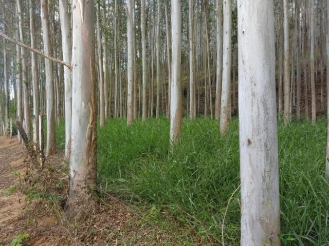 #94 - Fazenda para Venda em Belo Horizonte - MG - 3