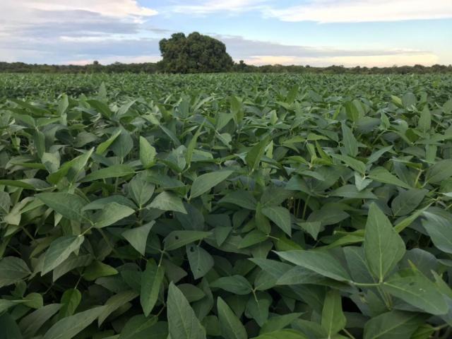 #96 - Fazenda para Venda em Araguaína - TO - 1