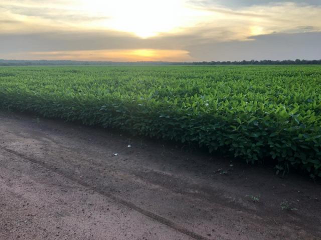 #97 - Fazenda para Venda em Balsas - MA