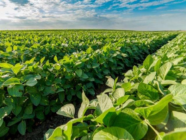 #102 - Fazenda para Venda em Pontes e Lacerda - MT - 1