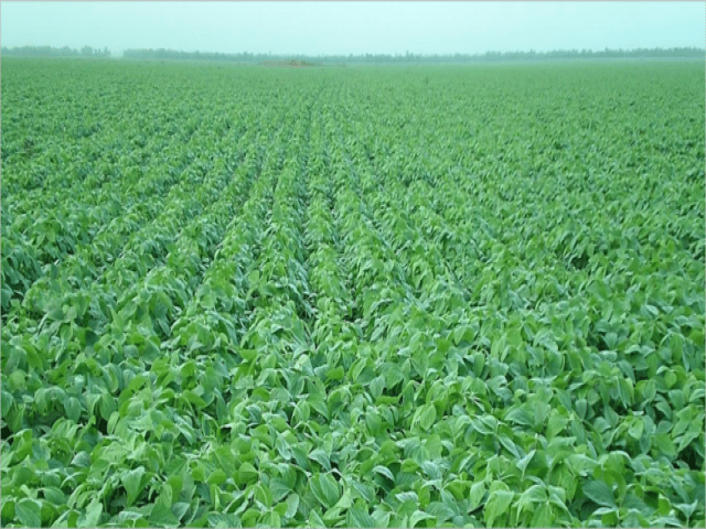 #102 - Fazenda para Venda em Pontes e Lacerda - MT - 3