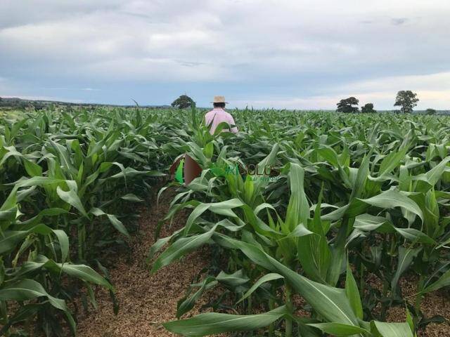 Venda em 10.300 HA MATOPIBA BURITICUPU MA - Buriticupu