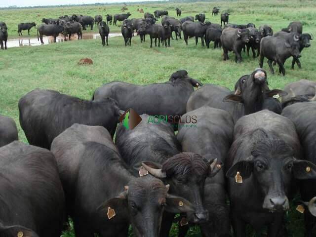 #125 - Fazenda para Venda em Buriticupu - MA - 1