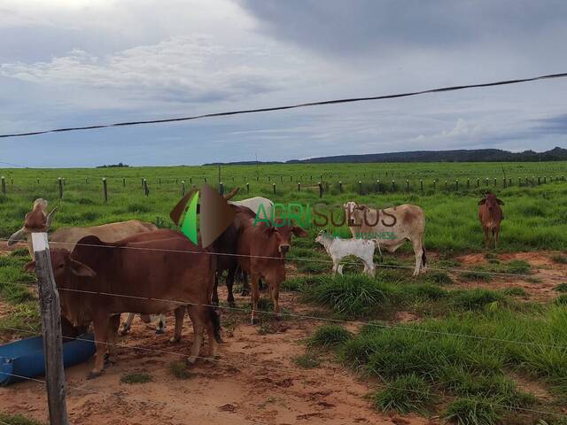 #128 - Fazenda para Venda em Ribas do Rio Pardo - MS - 2