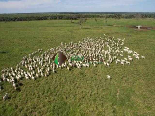 Fazenda para Venda em Lagoa da Confusão - 5