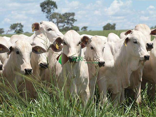 Fazenda para Venda em São José do Xingu - 5