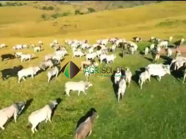 Fazenda para Venda em São Paulo - 5