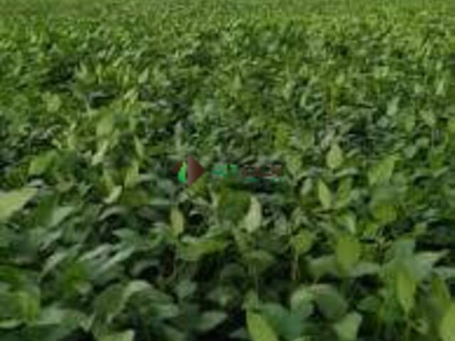 #183 - Fazenda para Venda em Palmas - TO - 2