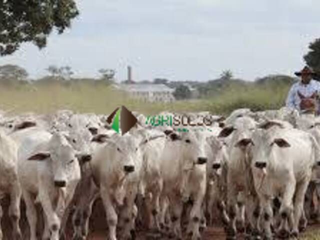 #184 - Fazenda para Venda em Araguaína - TO - 2