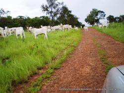 #25 - Fazenda para Venda em Gurupi - TO - 2