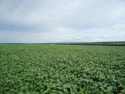 #32 - Fazenda para Venda em Nova Santa Helena - MT - 3