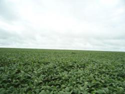 Fazenda para Venda em Nova Santa Helena - 4