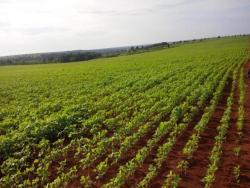 #35 - Fazenda para Venda em Canarana - MT - 3