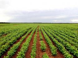 #101 - Fazenda para Venda em Lagoa da Confusão - TO - 1