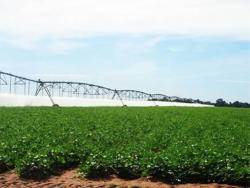 #52 - Fazenda para Venda em Goiânia - GO - 2