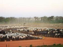 #52 - Fazenda para Venda em Goiânia - GO - 3