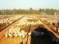 Fazenda para Venda em Goiânia - 4
