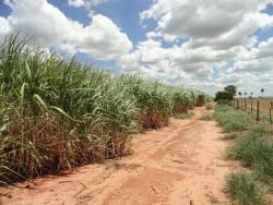 #53 - Fazenda para Venda em Bauru - SP - 1