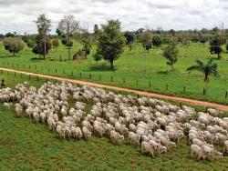 #54 - Fazenda para Venda em Marabá - PA - 1