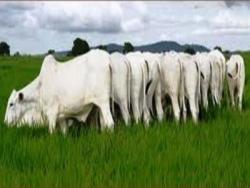 #54 - Fazenda para Venda em Marabá - PA - 3