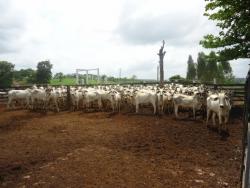Fazenda para Venda em Paragominas - 4