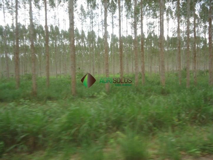 Terreno, 8800 m² - Foto 24
