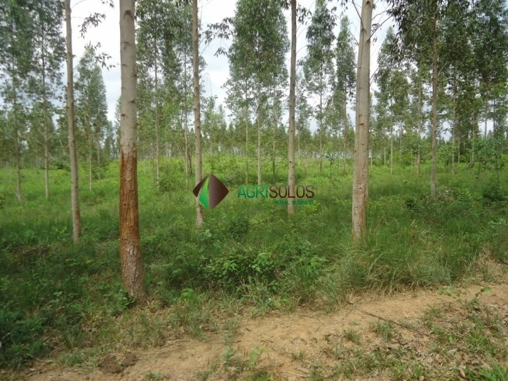 Terreno, 8800 m² - Foto 26