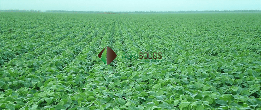 Terreno à venda e aluguel, 10000m² - Foto 3